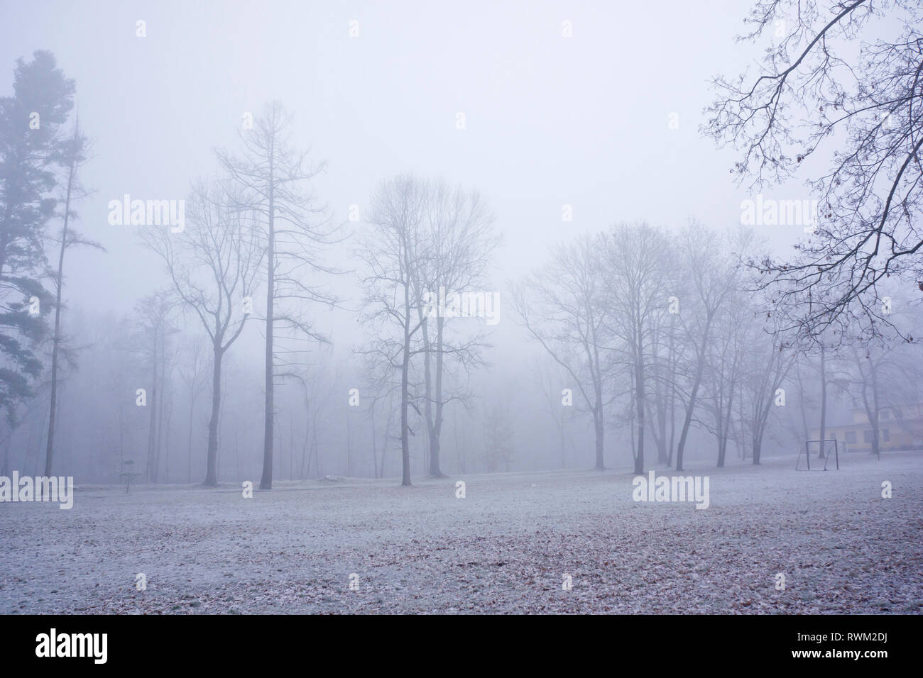 Inverno mattina nei boschi con il gelo e la nebbia Foto Stock