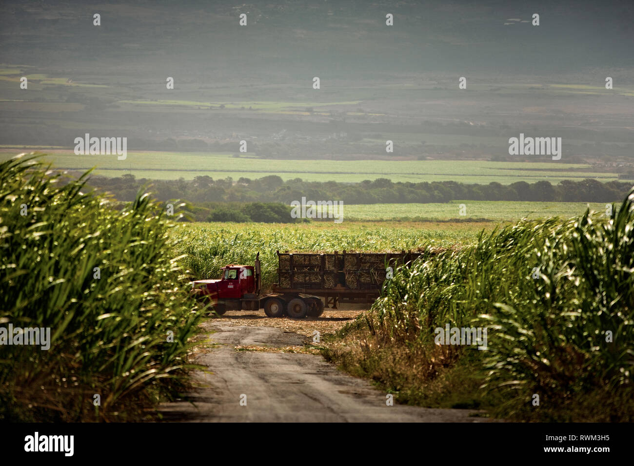 Il caricamento dei camion con colture con scenic farmland in background. Foto Stock