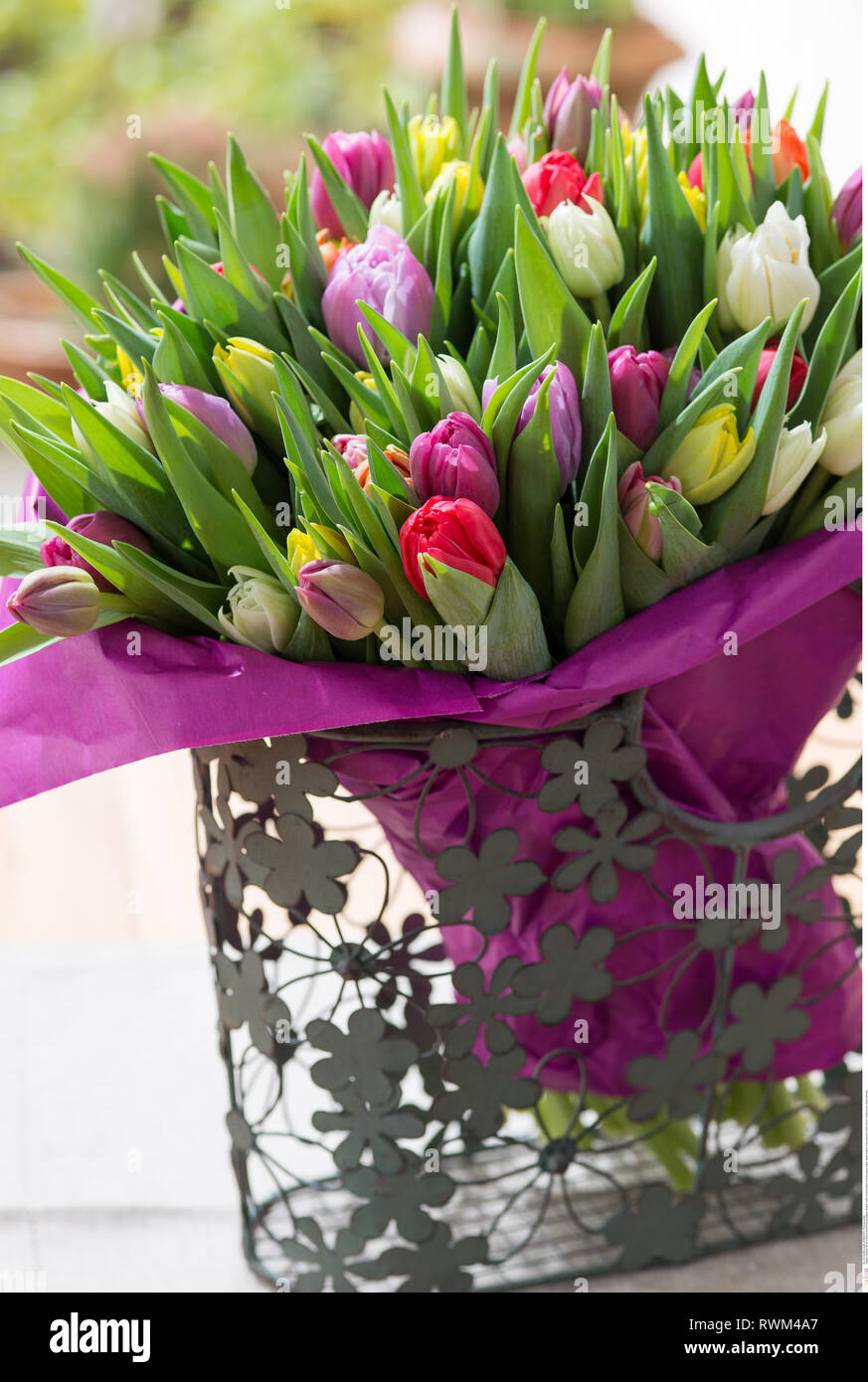La botanica, multi-colore di tulipani in fiore tiss, attenzione! Per Greetingcard-Use / Postcard-Use nei Paesi di lingua tedesca talune restrizioni possono applicare Foto Stock