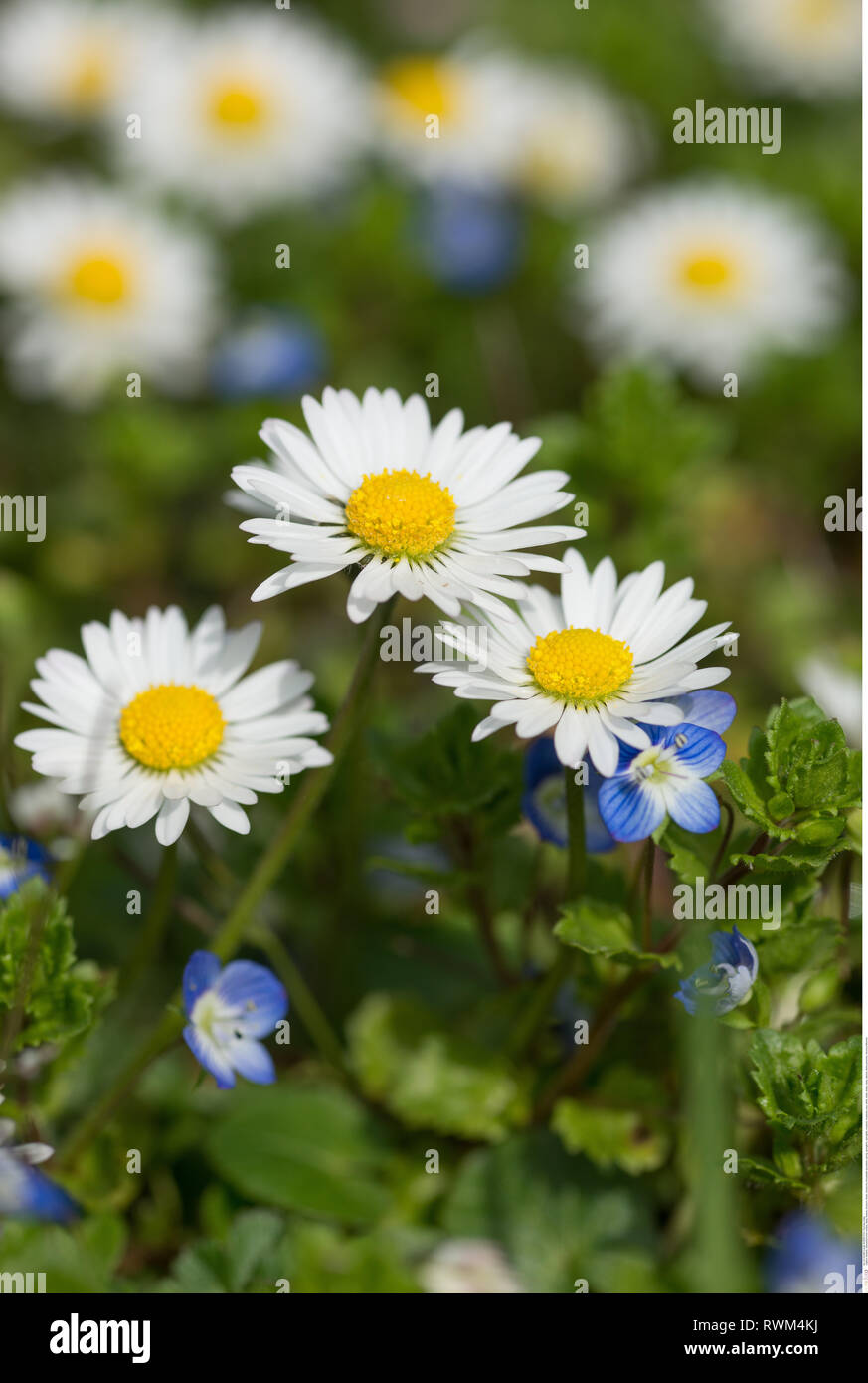 La botanica, Daisy, attenzione! Per Greetingcard-Use / Postcard-Use nei Paesi di lingua tedesca talune restrizioni possono applicare Foto Stock