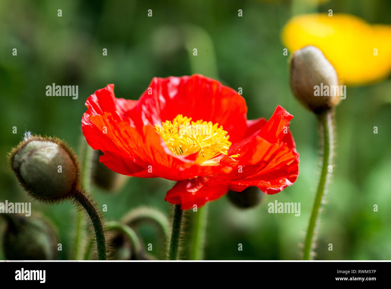 La botanica, Isola papavero, attenzione! Per Greetingcard-Use / Postcard-Use nei Paesi di lingua tedesca talune restrizioni possono applicare Foto Stock
