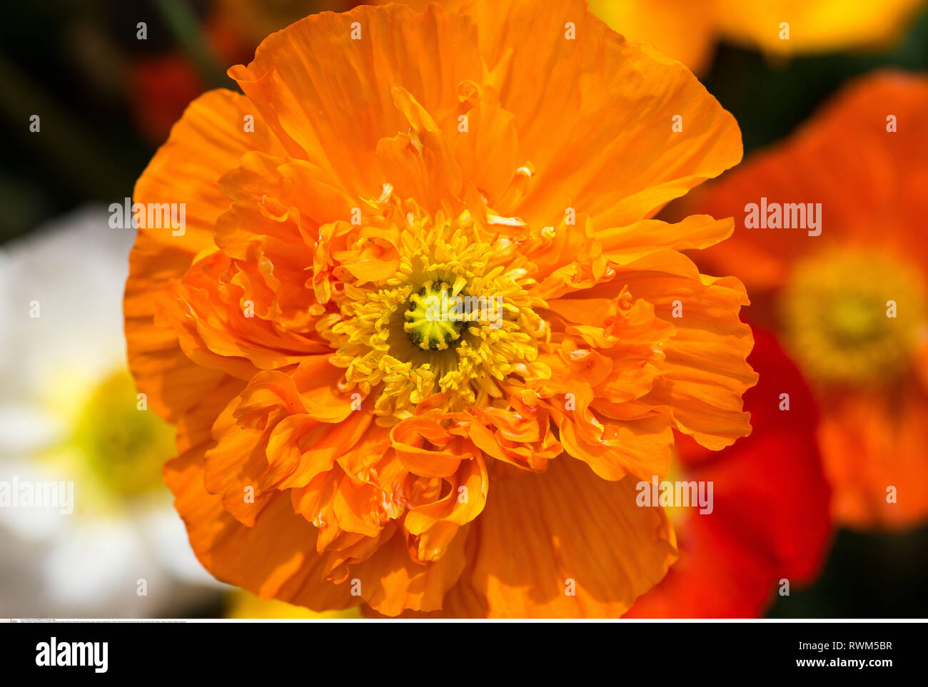 La botanica, arancione Isle papavero, attenzione! Per Greetingcard-Use / Postcard-Use nei Paesi di lingua tedesca talune restrizioni possono applicare Foto Stock