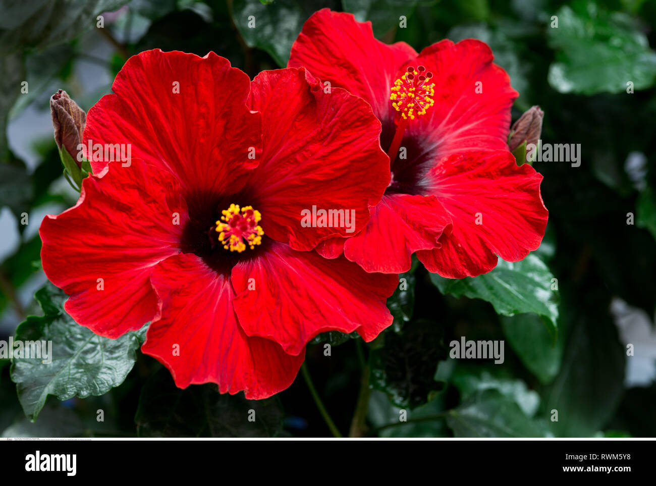 La botanica, rosso fiori di ibisco, attenzione! Per Greetingcard-Use / Postcard-Use nei Paesi di lingua tedesca talune restrizioni possono applicare Foto Stock