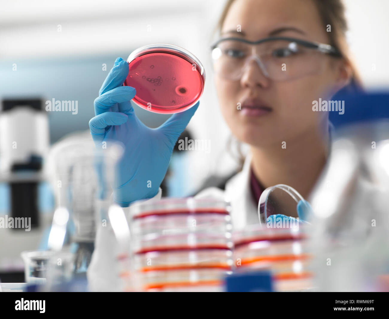 Scienziato esaminando colture microbiologiche in capsule di petri in laboratorio Foto Stock
