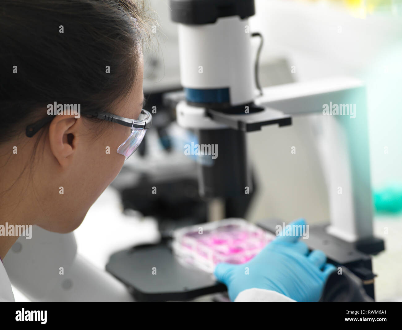 Scienziato immissione multi pozzetti contenenti le cellule al microscopio durante l'esperimento in laboratorio Foto Stock