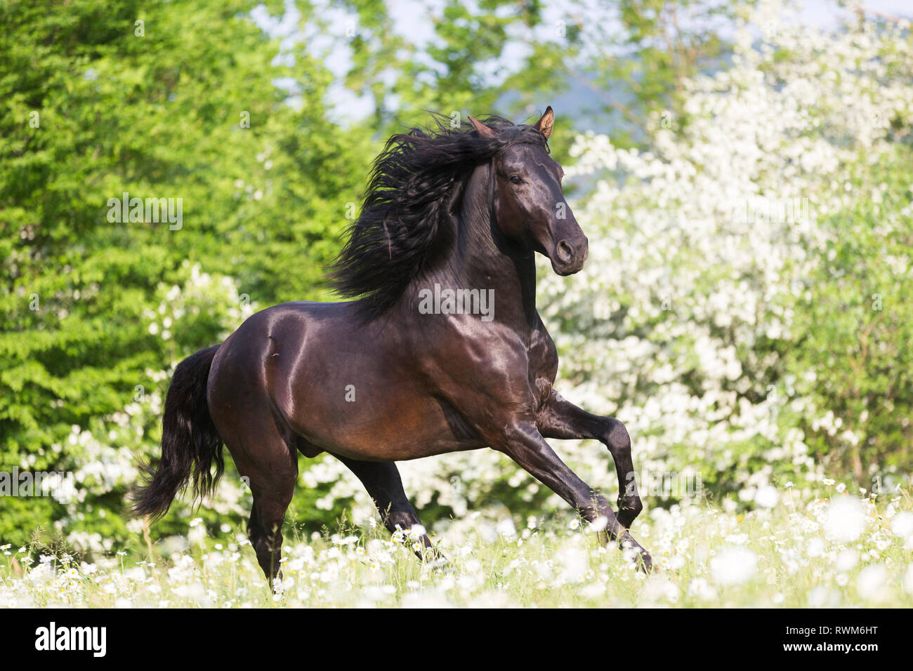 Lusitano. I capretti stallone nero al galoppo su un pascolo in primavera. Svizzera Foto Stock