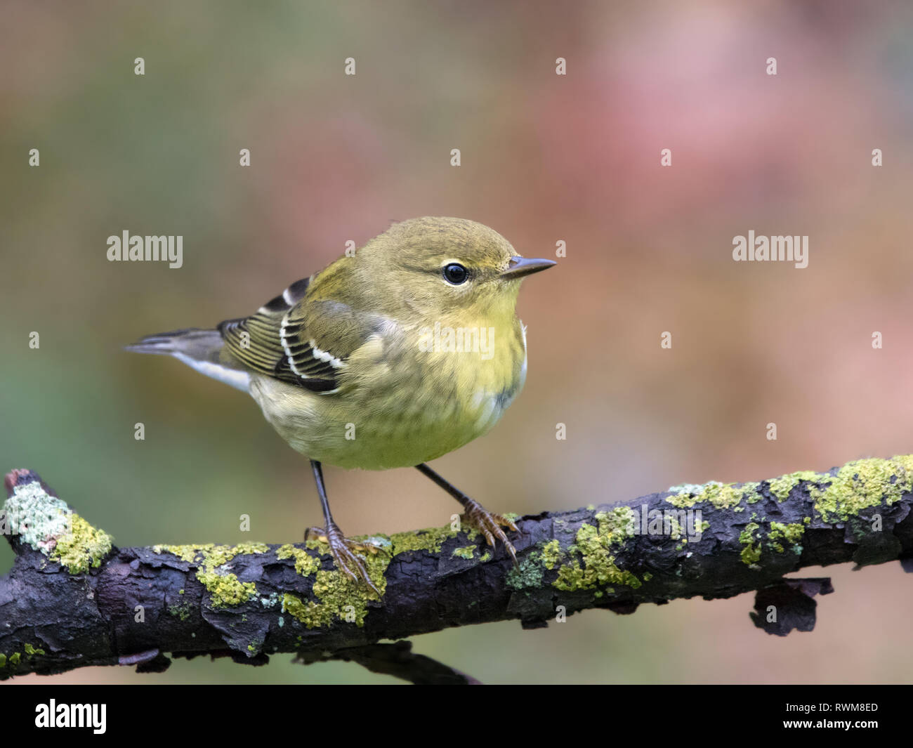 Una caduta del piumaggio Blackpoll trillo, Setophaga striata, arroccato a Saskatoon, Canada Foto Stock