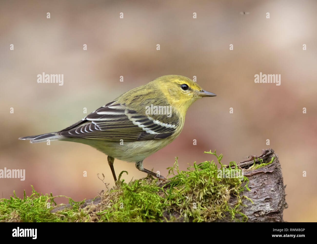 Una caduta del piumaggio Blackpoll trillo, Setophaga striata, arroccato a Saskatoon, Canada Foto Stock