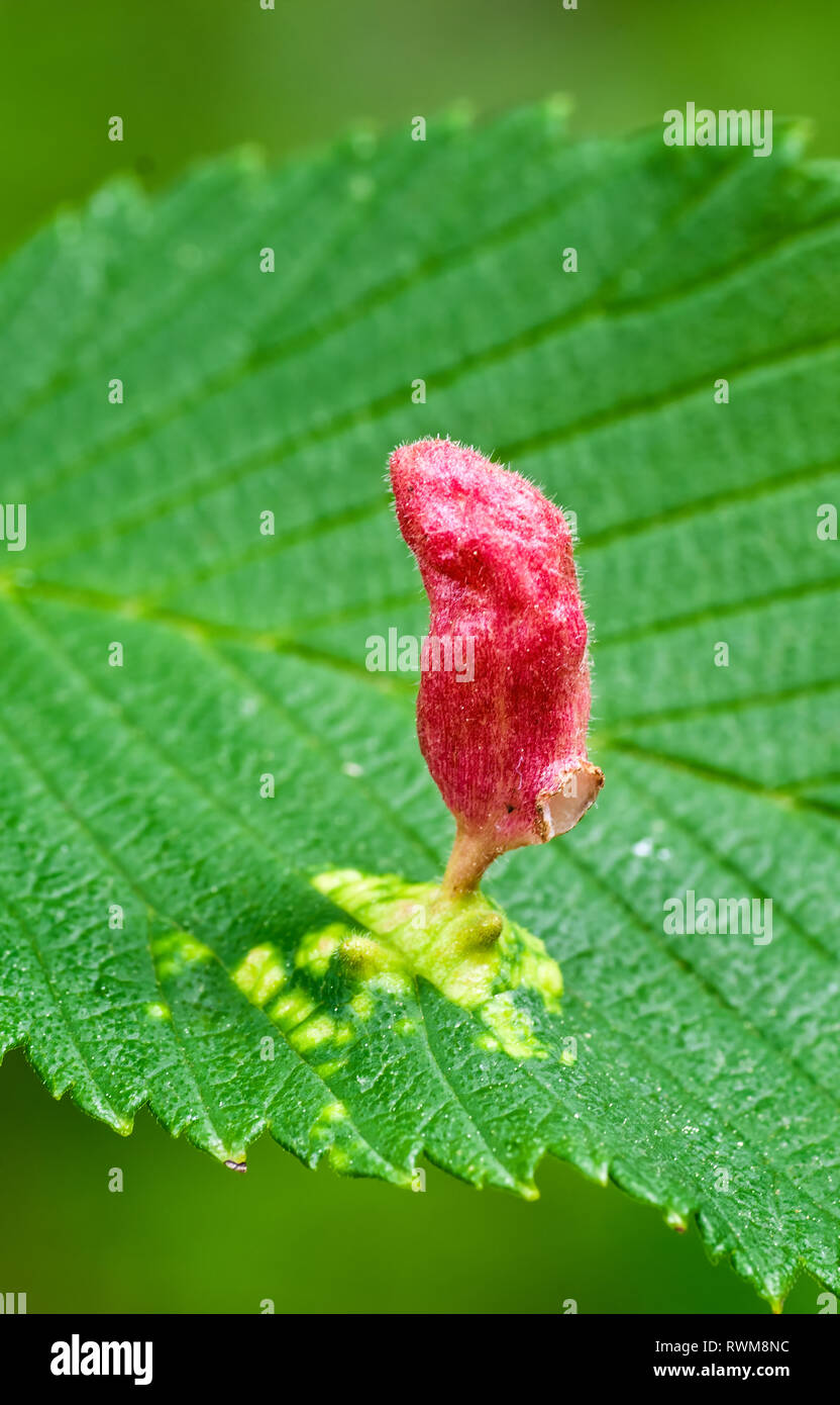 Elm-foglia dito gall, causata da Eriophyid acaro, un minuscolo artropodi meno di mezzo millimetro lungo. Acaro crebbe all'interno di fiele e poi fuggito dal foro a Foto Stock