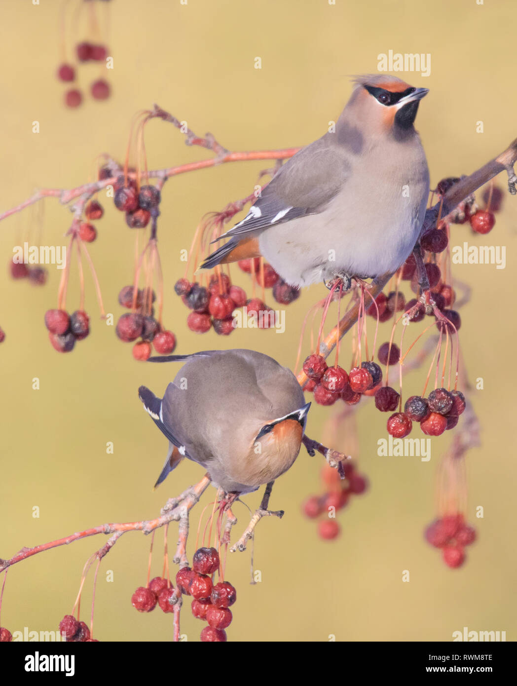 Bohemian Waxwings, Bombycilla garrulus, mangiare bacche di Saskatoon, Saskatchewan, Canada Foto Stock