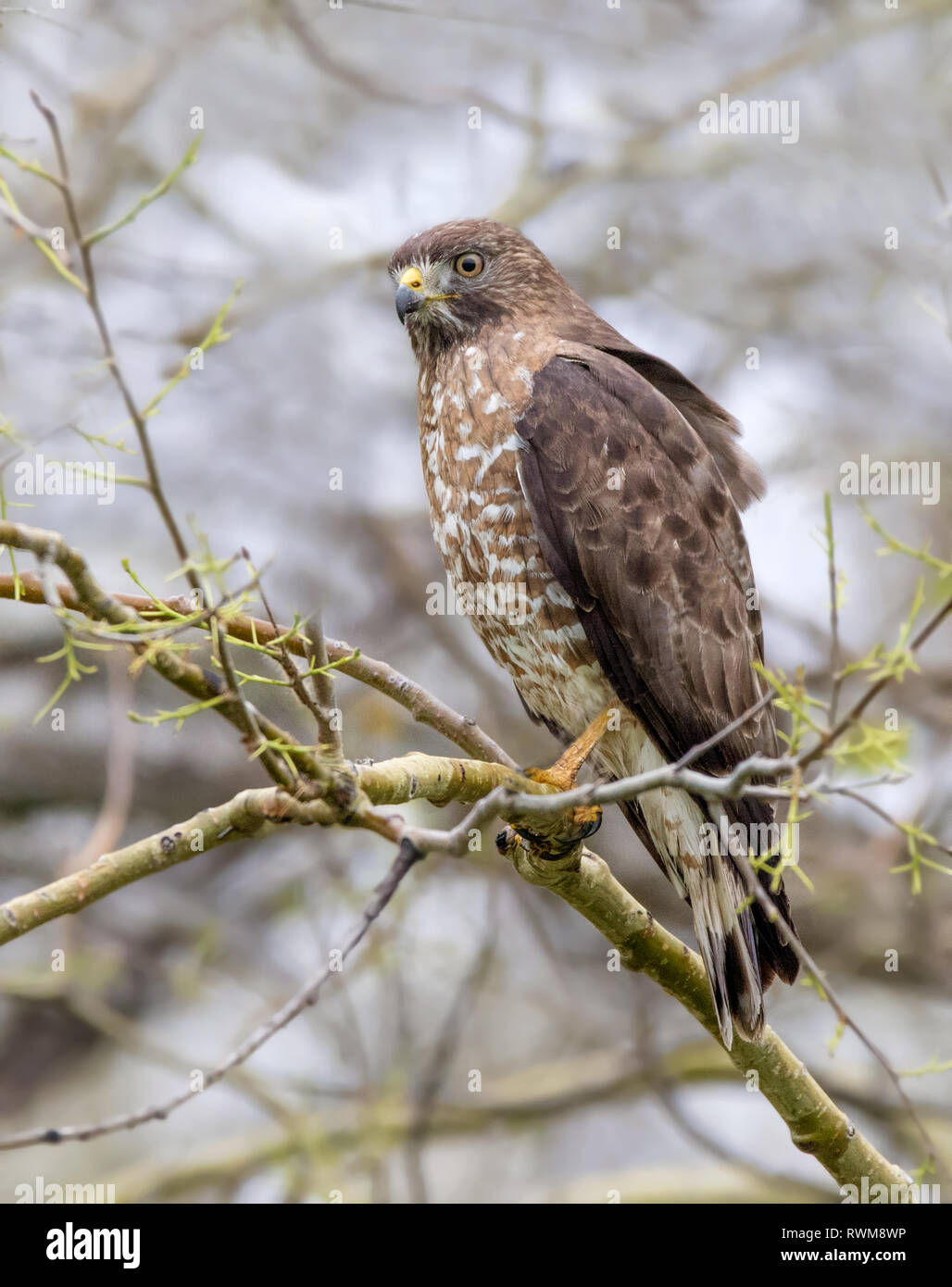 Un ampio-winged Hawk, Buteo platypterus arroccato al Lago d'anatra, Saskatchewan Foto Stock