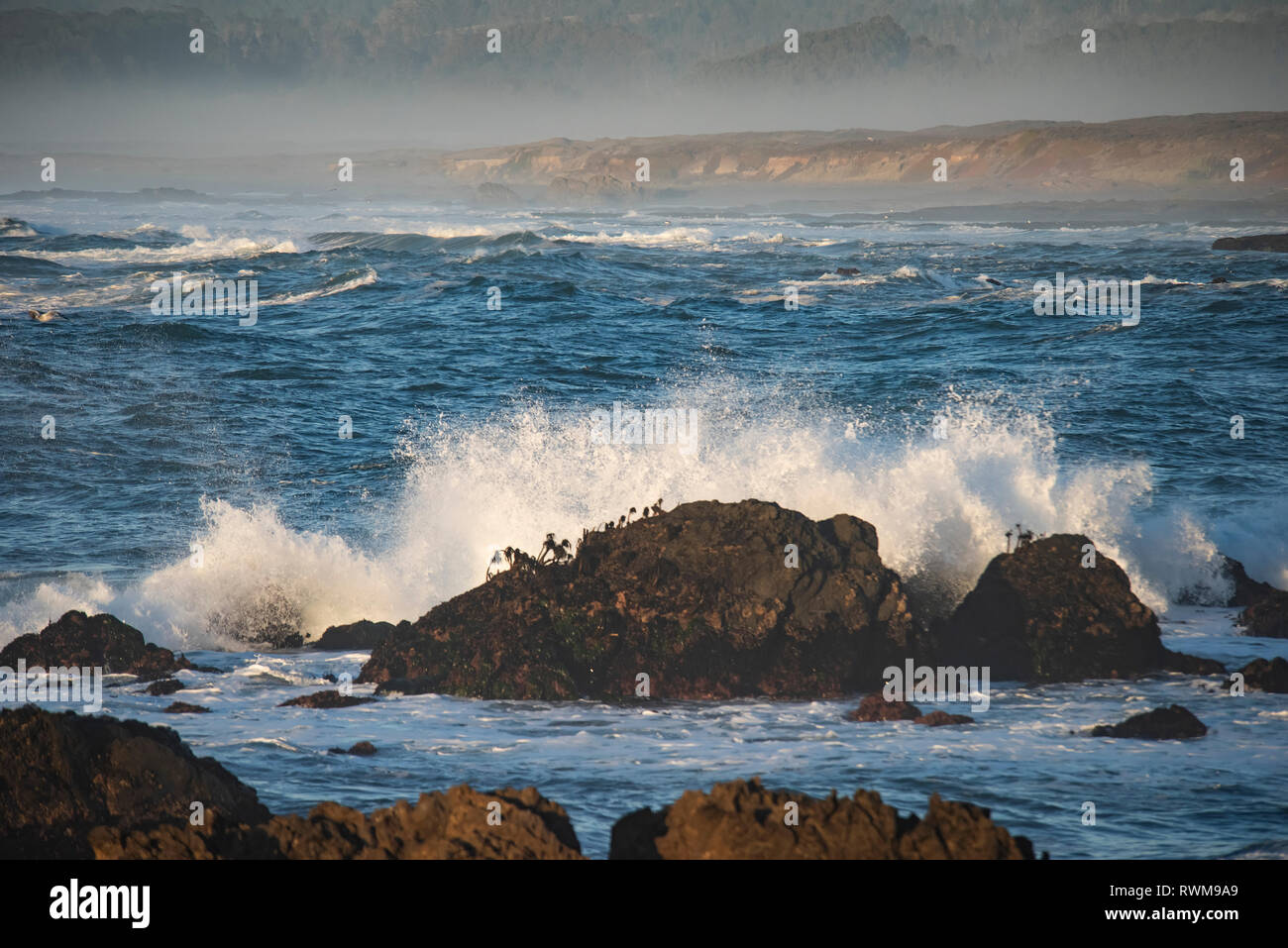 Onde che si infrangono di rocce coperte di palme da mare a Laguna Point, MacKerricher state Park e Marine Conservation Area vicino a Cleone nel Califo settentrionale... Foto Stock