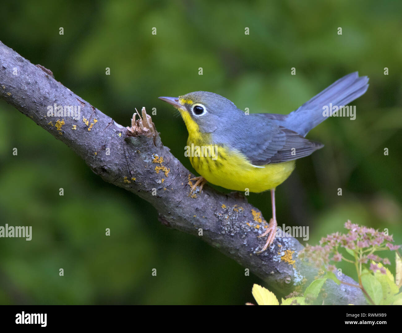 Un maschio di Canada trillo, Cardellina canadensis, arroccato a Saskatoon, Saskatchewan, Canada Foto Stock