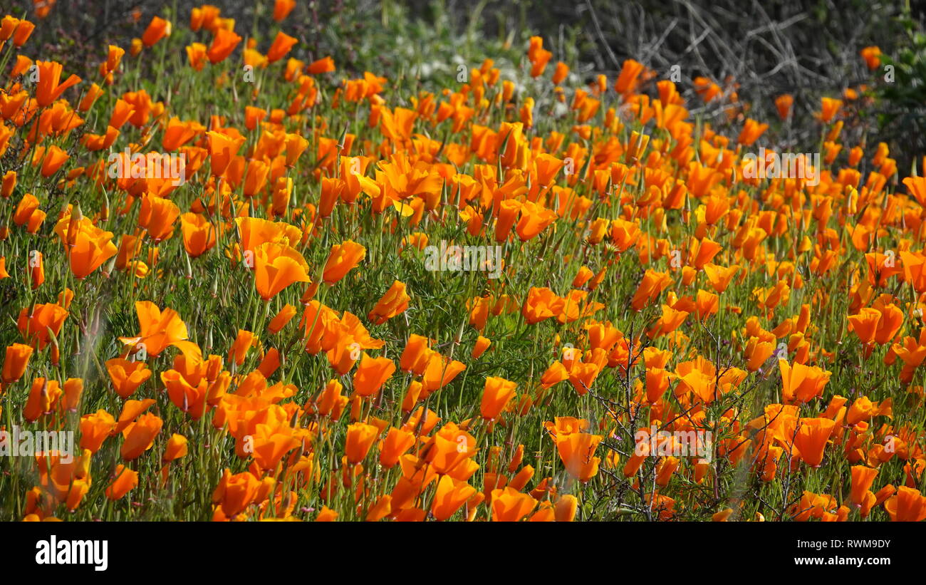 Un campo di arancio brillante papaveri durante la California super bloom. Foto Stock