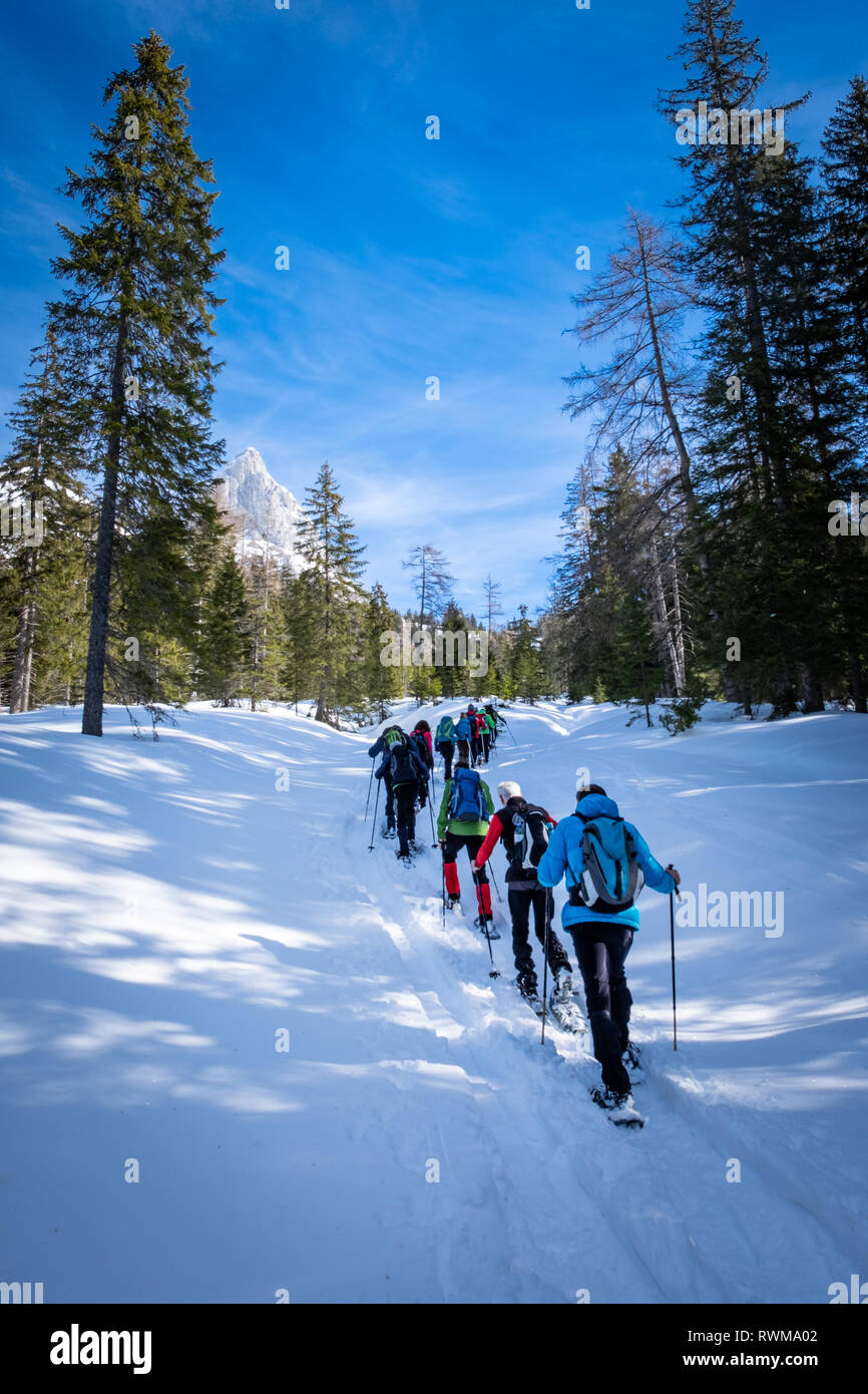 Gruppo di adulti con le racchette da neve thruogh una foresta sul altopiano innevato Kaiserau con mountain Admonter Kalbling su un soleggiato winterday in Stiria, Austria Foto Stock