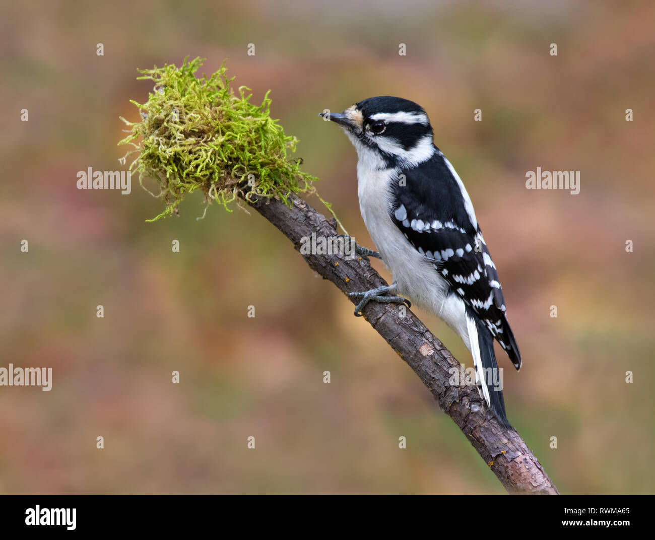 Una femmina di Picchio Roverella, Picoides pubescens, arroccato in autunno, in Saskatoon, Saskatchewan, Canada Foto Stock
