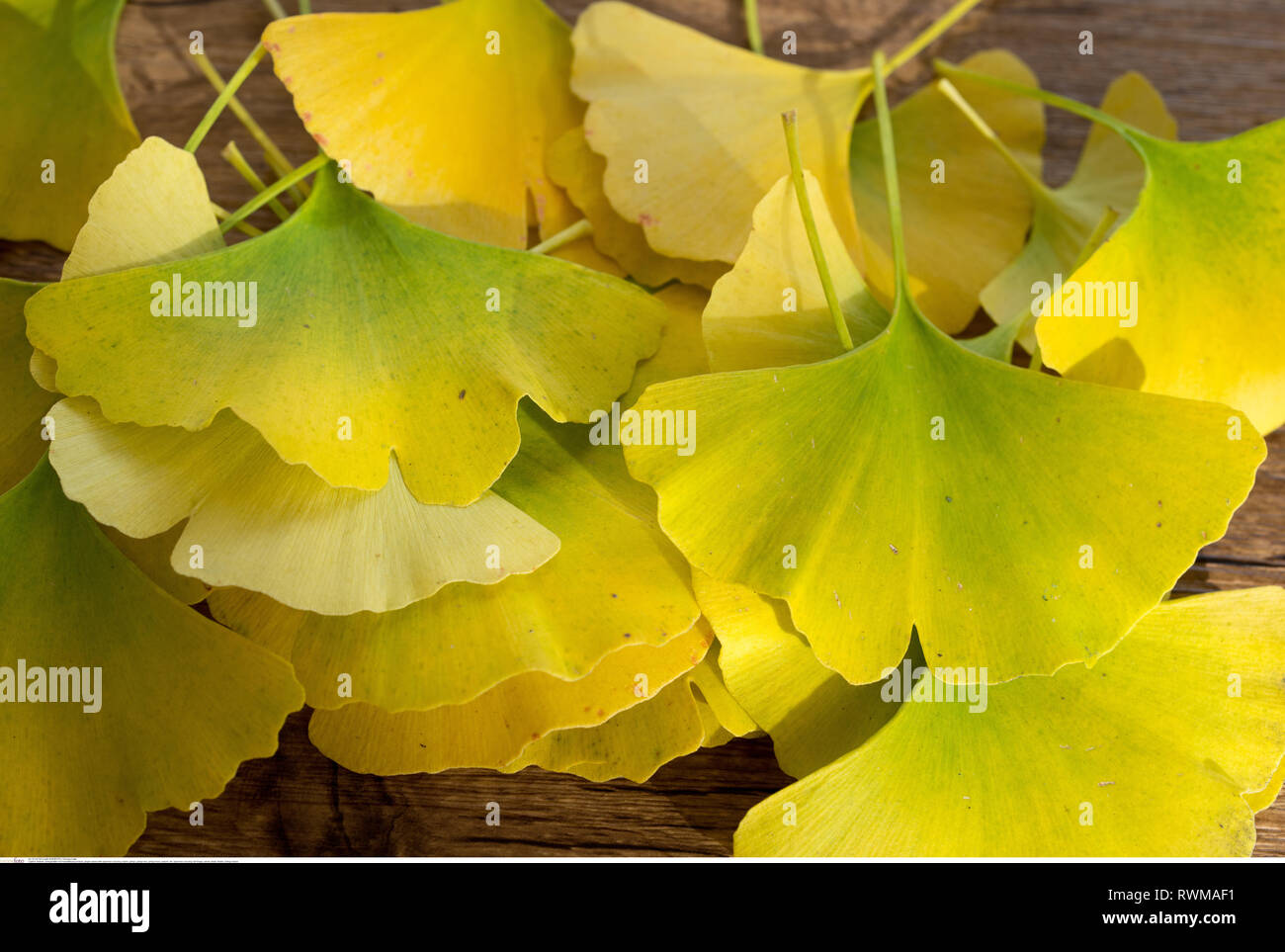 La botanica, foglie di ginko con colorazione autunnale, ATTENZIONE!Per Greetingcard-Use/Postcard-Use nei Paesi di lingua tedesca talune restrizioni possono applicare Foto Stock