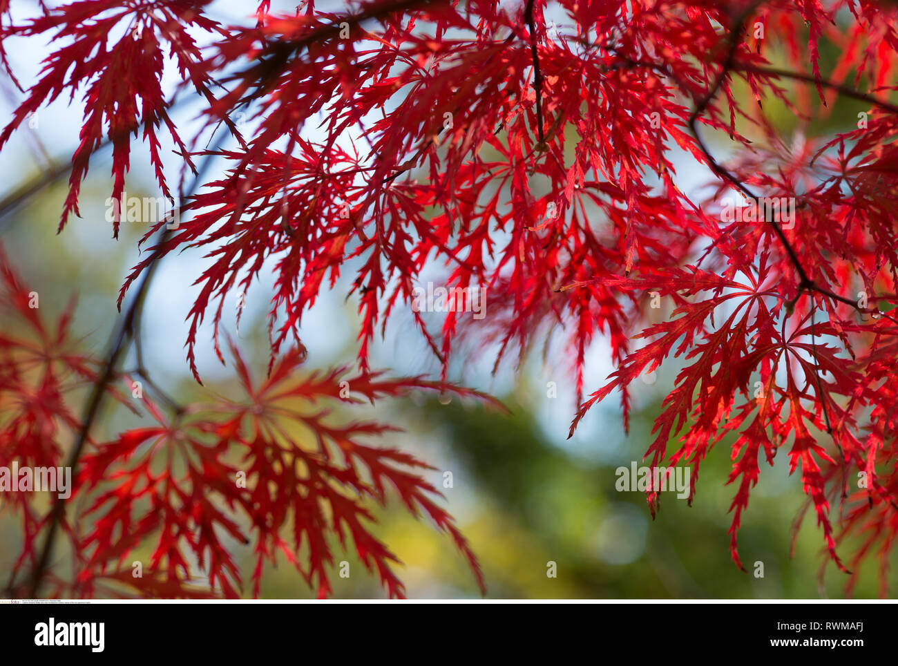 La botanica, foglie di rosso acero giapponese, attenzione! Per Greetingcard-Use / Postcard-Use nei Paesi di lingua tedesca talune restrizioni possono applicare Foto Stock