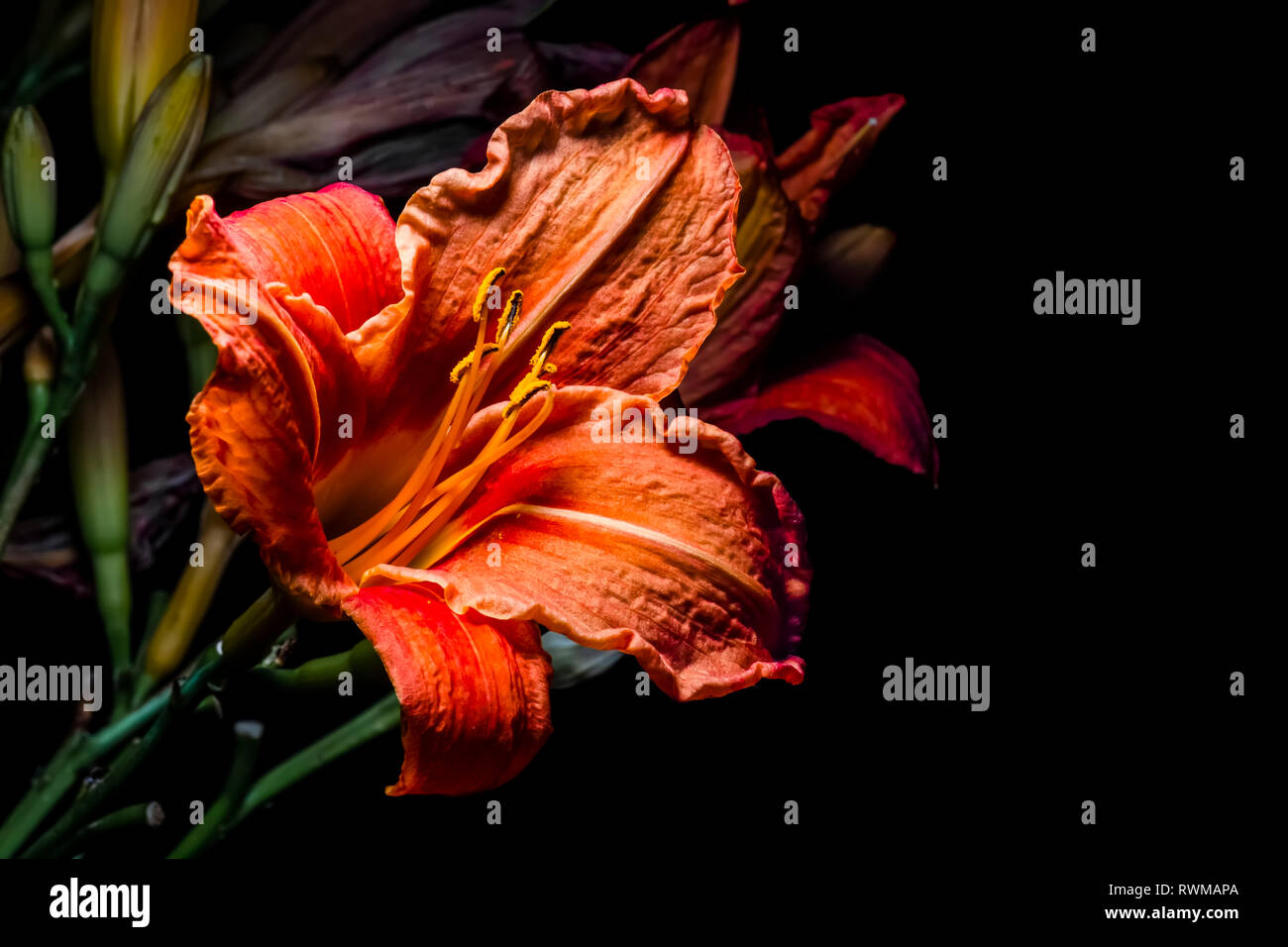 Daylily selvatico (Hemerocallis) fiore; Nova Scotia, Canada Foto Stock