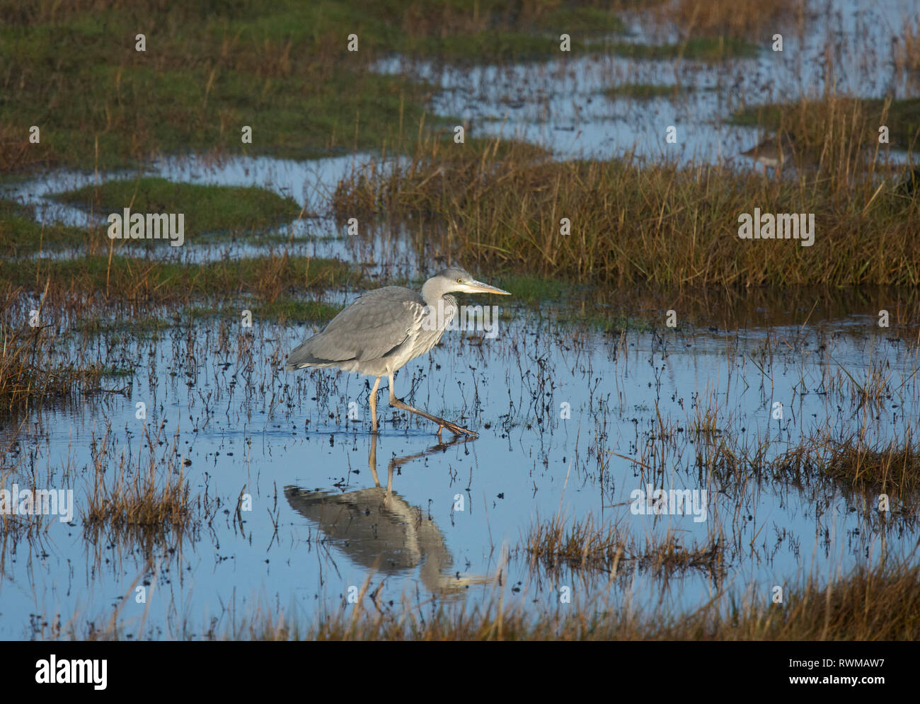 Airone cenerino, Ardea cinerea, caccia in Salt Marsh, Morecambe Bay, Lancashire, Regno Unito Foto Stock
