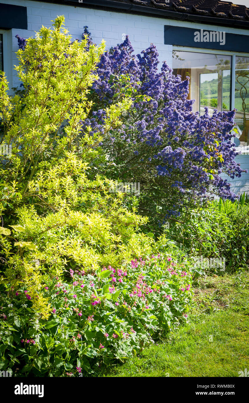 Mista confine erbaceo con coltivazione e Ceanothus in fiore in un giardino inglese nel Maggio Foto Stock