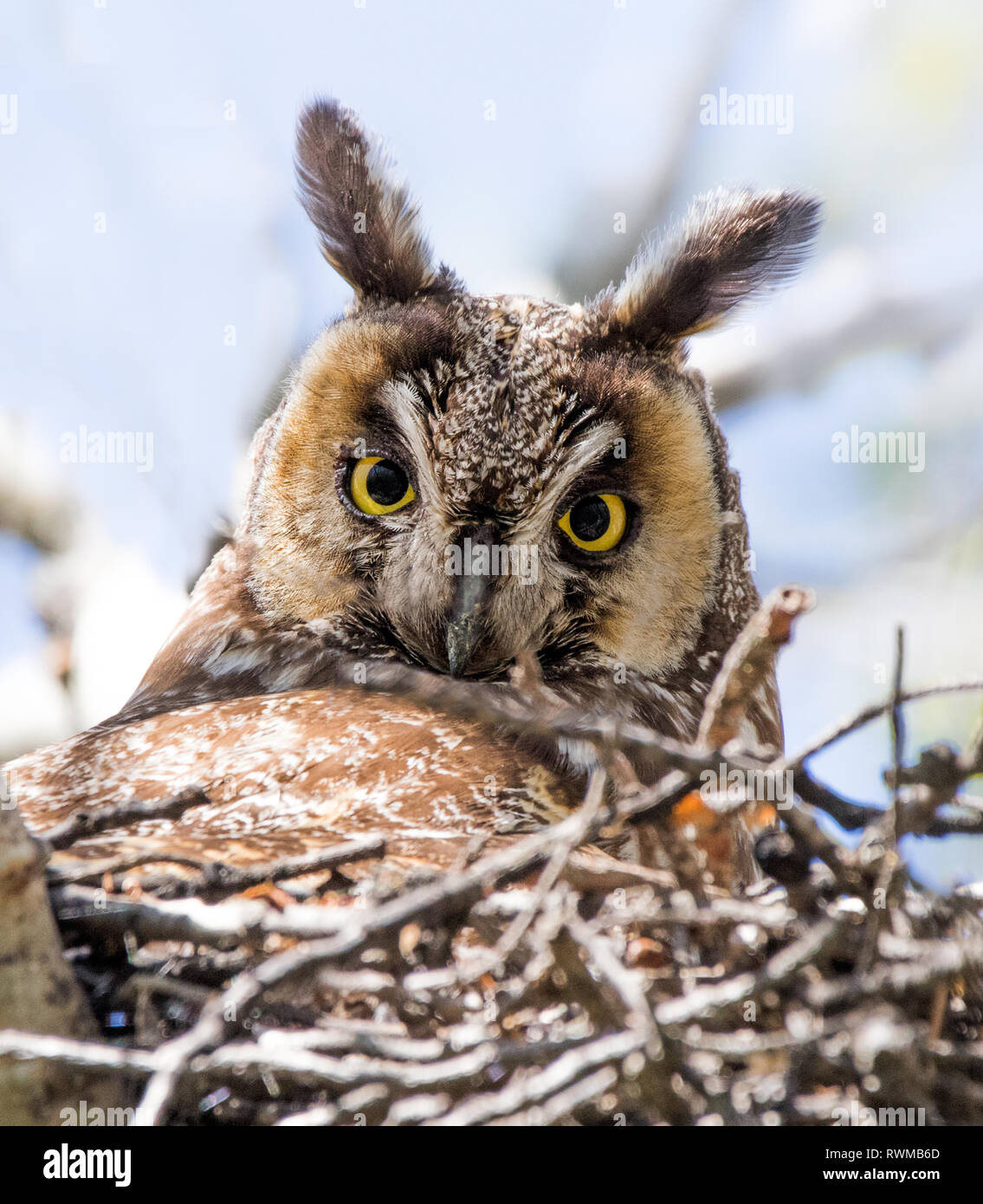 Una femmina di gufo comune,Asio otus, seduto su un nido di Saskatoon, Saskatchewan. Foto Stock