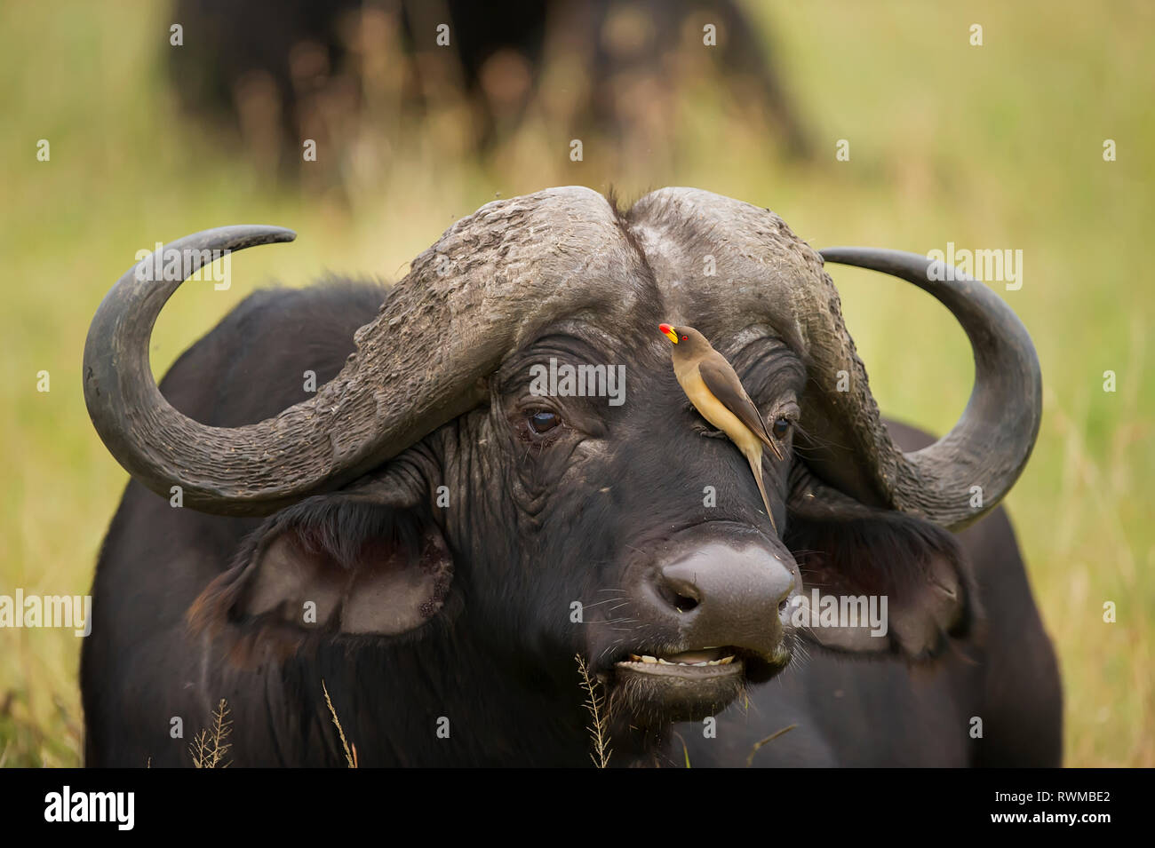 Bufalo d'acqua (Bubalus bubalis) con un uccello appollaiato sulla sua faccia, Cratere di Ngorongoro; Tananzia Foto Stock