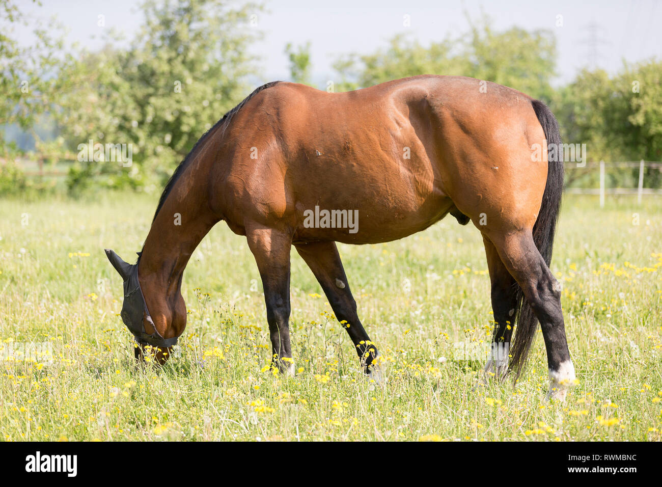 Warmblood. La baia di pascolo adulto con un roach back, il pascolo. Svizzera Foto Stock