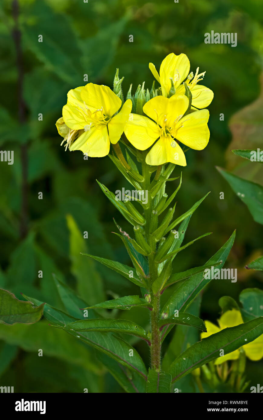 Enagra (Oenothera biennis) nella metà di luglio in Virginia centrale Foto Stock