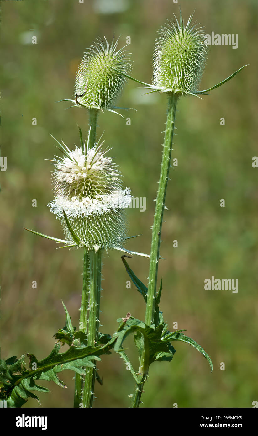 Cut-lasciato (teasel Dipsacus lancinatus) nella metà di luglio in Virginia centrale Foto Stock