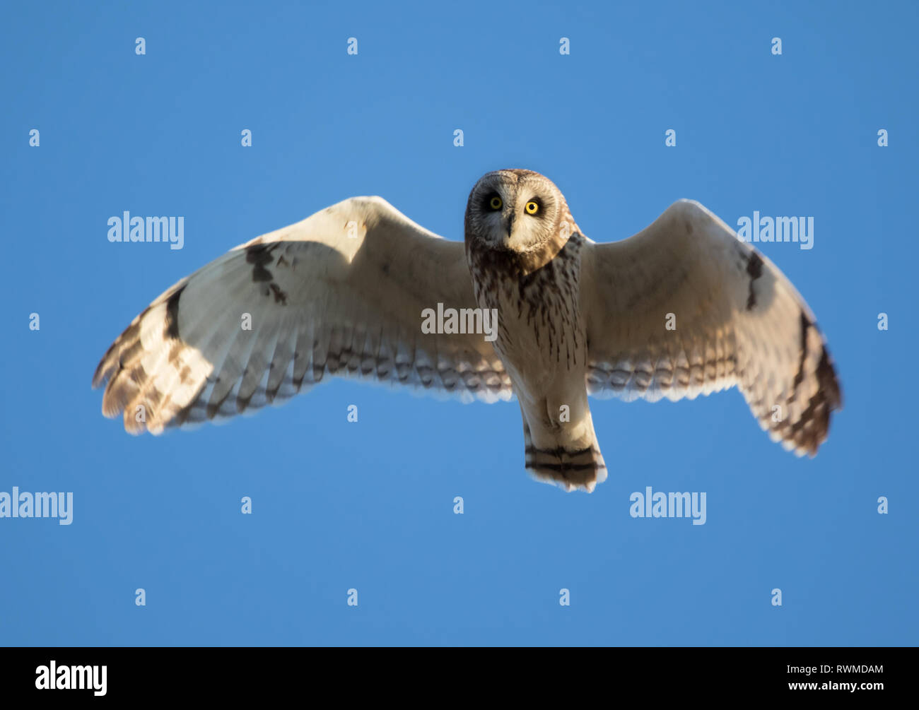 Un corto-eared Owl, asio flammeus, mosche overhead a Eagle Creek, Saskatchewan Foto Stock