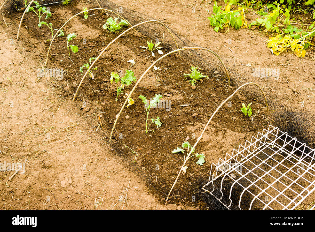 Piantate kale in un orto con compensazione hooped per proteggere da uccelli e larve di farfalla Foto Stock