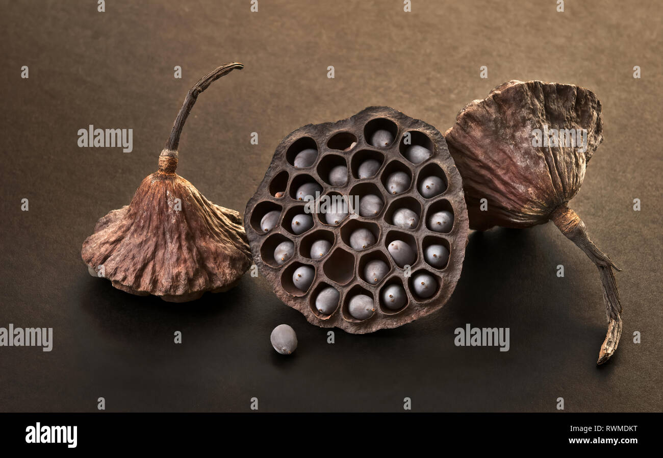 Seme secco baccelli della sacra lotus (Nelumbo nucifera) Foto Stock