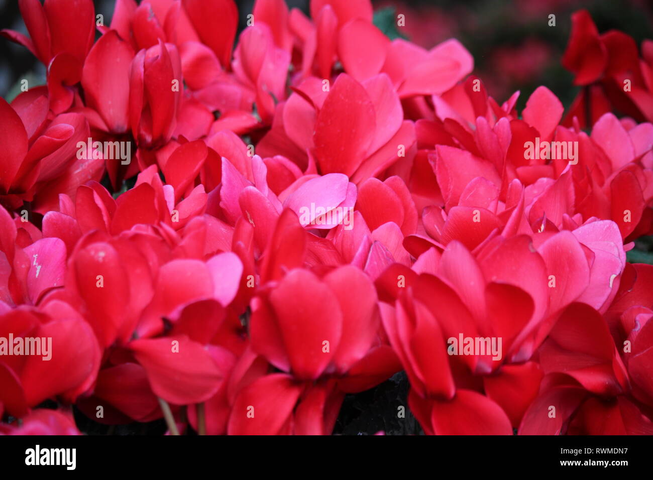 Bello, fresco ciclamino persicum rosso brillante fiori e piante molto romantici che crescono nel prato. Foto Stock