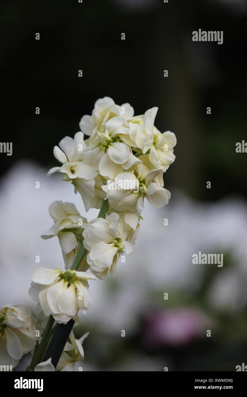 Bella, fresca, giallo profumata scorte, Matthiola incana, fiori e piante che crescono nel giardino dei fiori. Foto Stock