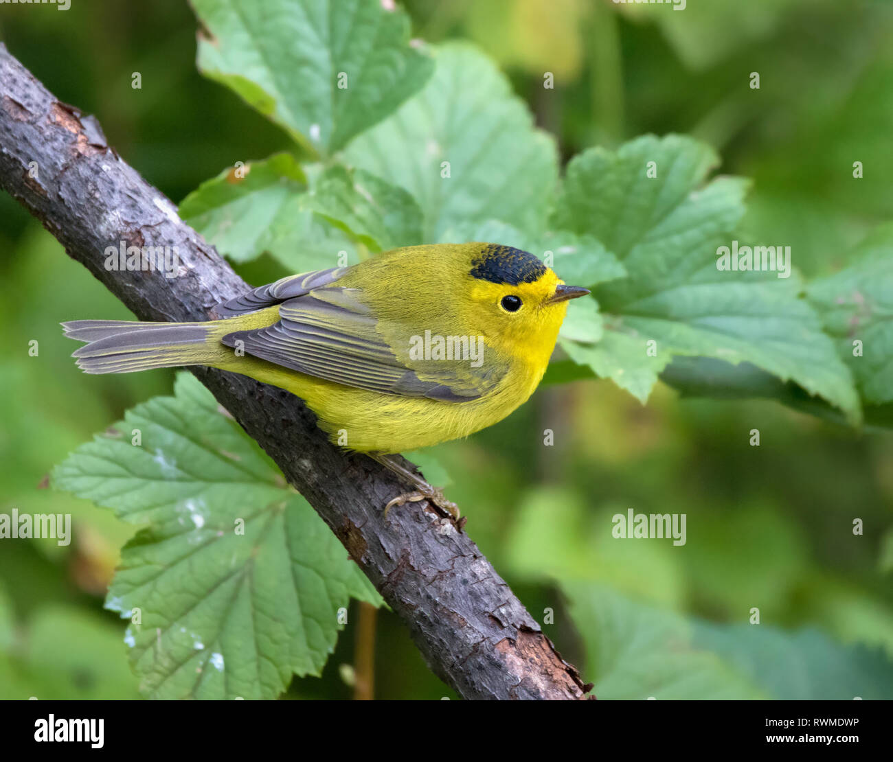 Un maschio di Wilson trillo,Wilsonia pusilla , arroccato a Saskatoon, Saskatchewan, Canada Foto Stock