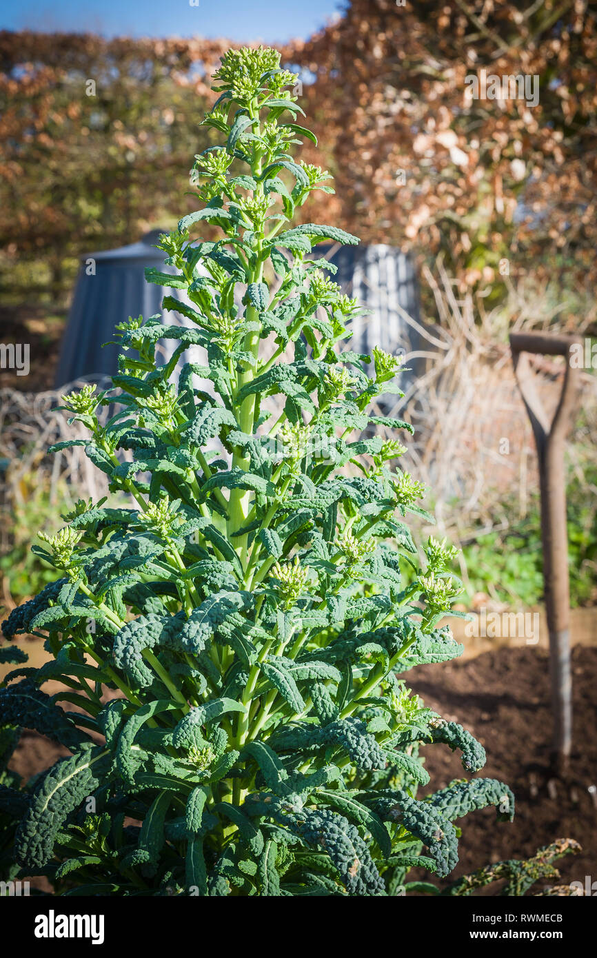 A fine inverno kale piante crescono più alte e prepararsi a fiore e sementi. Prima di raggiungere la fine del ciclo di vita di queste pianticelle sono ancora prodotti commestibili Foto Stock