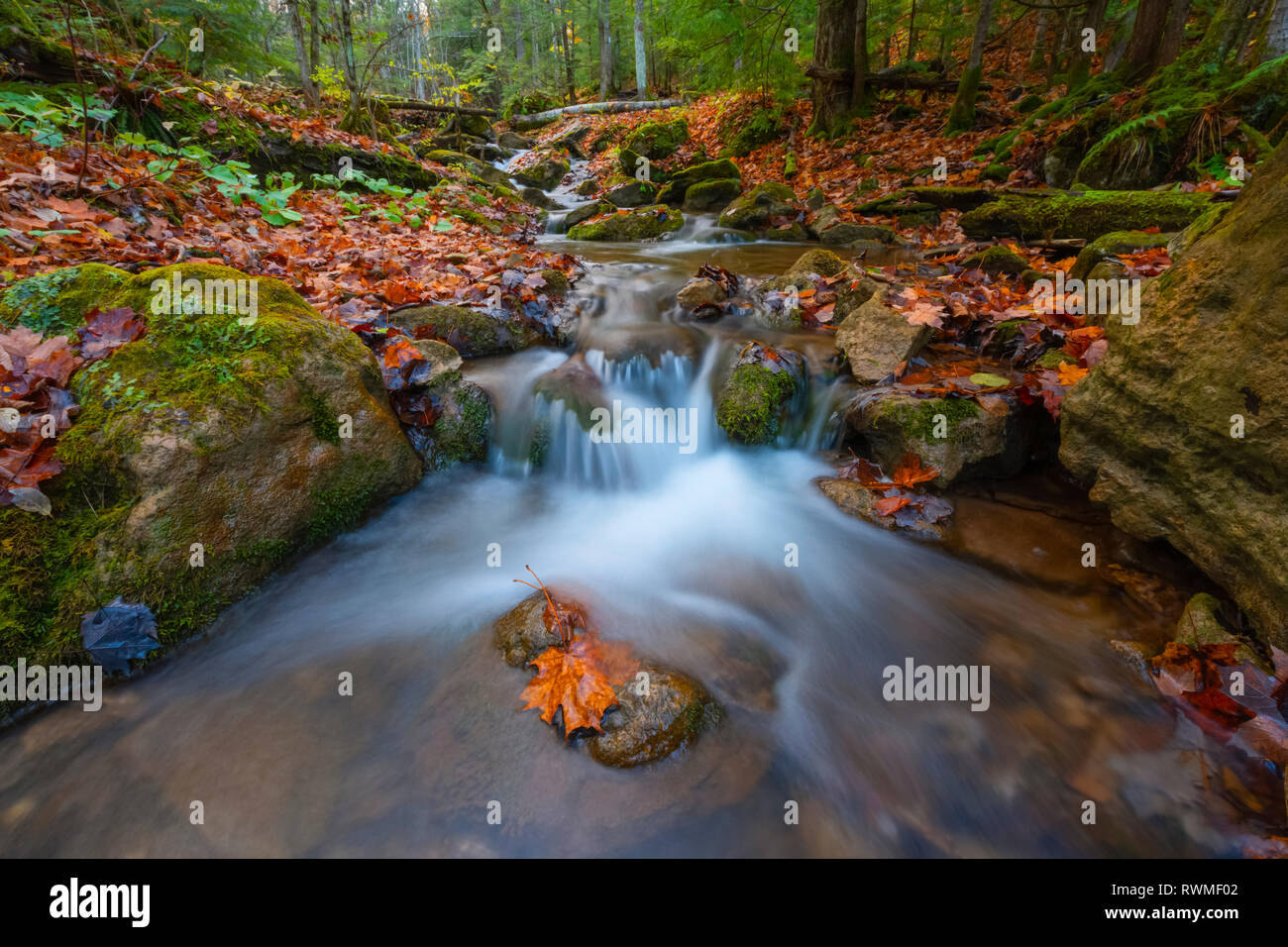 Acqua a cascata su roccia in un paesaggio autunnale, vicino a Blue Mountain; Ontario, Canada Foto Stock