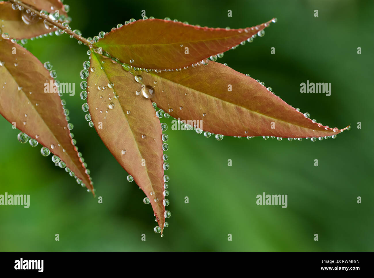 Guttation in foglie di Nandina Guttation si verifica durante il freddo e umido quando le foglie non può traspirare adeguatamente e l'umidità si accumula all'interno Foto Stock
