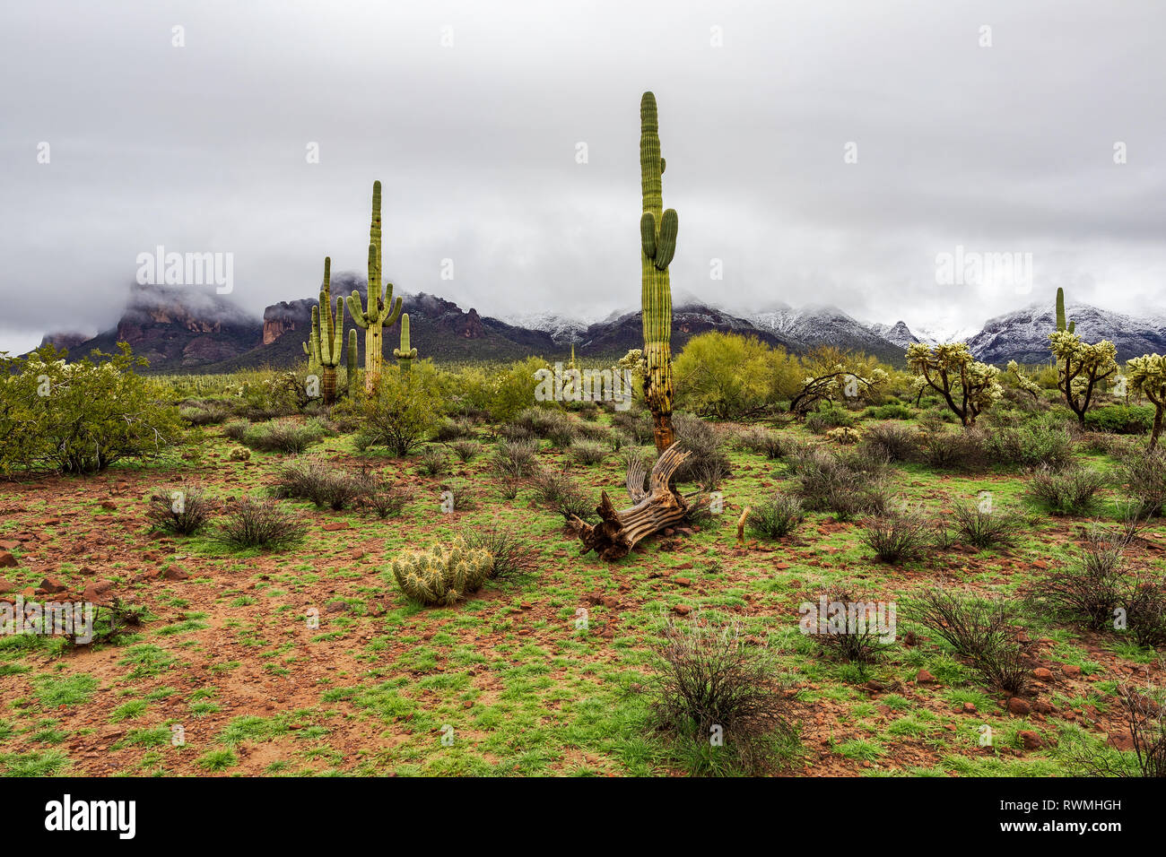 Scena paesaggistica del deserto di sonora con neve in cima alle Superstition Mountains dopo una tempesta invernale ad Apache Junction, Arizona Foto Stock