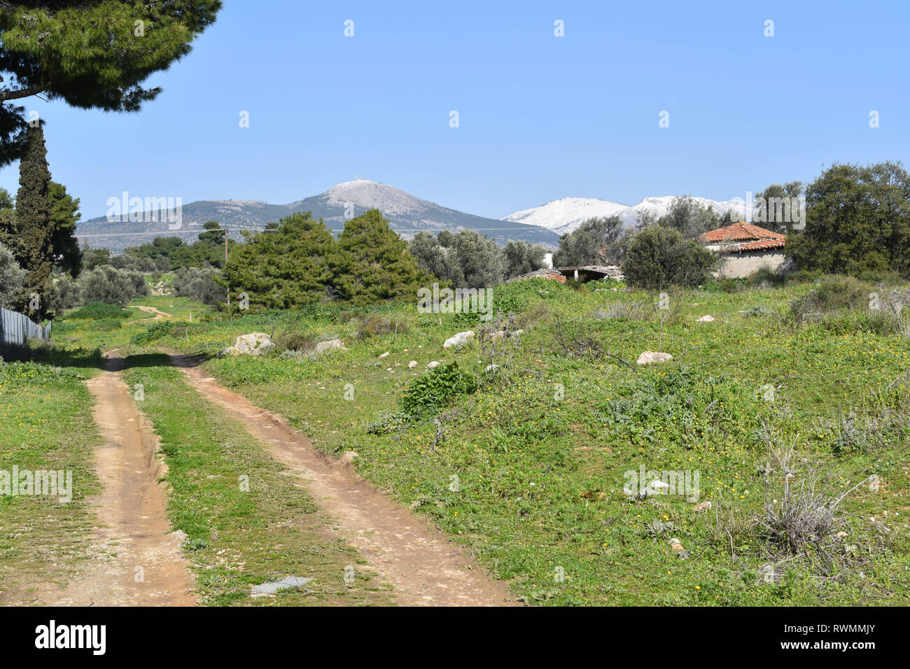 Una strada sterrata attraverso un uliveto vicino Eretria, sull'isola greca di Evia. Foto Stock