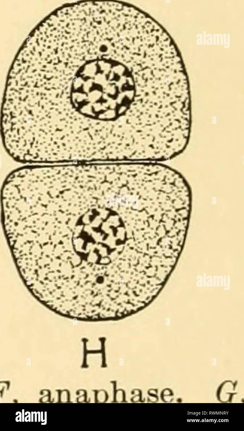 Embriologia di insetti e myriapods; embriologia di insetti e myriapods; la storia evolutiva degli insetti, millepiedi e millepedes da uovo desposition [!] alla schiusa embryologyofinse00joha Anno: 1941 Fig. 2.- E F ^ mitosi. Una, fase di riposo. B-D, prophase. E, metafase. F, anaphase, telophase. H, fine telophase tornando alla fase di appoggio. diversi pezzi. Questa è la fase prophase. La parete nucleare si rompe quando il spireme segmenti in un certo numero di organismi chiamati 'cromo- somes' {C,D). Questi organismi risultano disposti in una piastra all'equatore di un mandrino a metà strada tra il centesimo Foto Stock