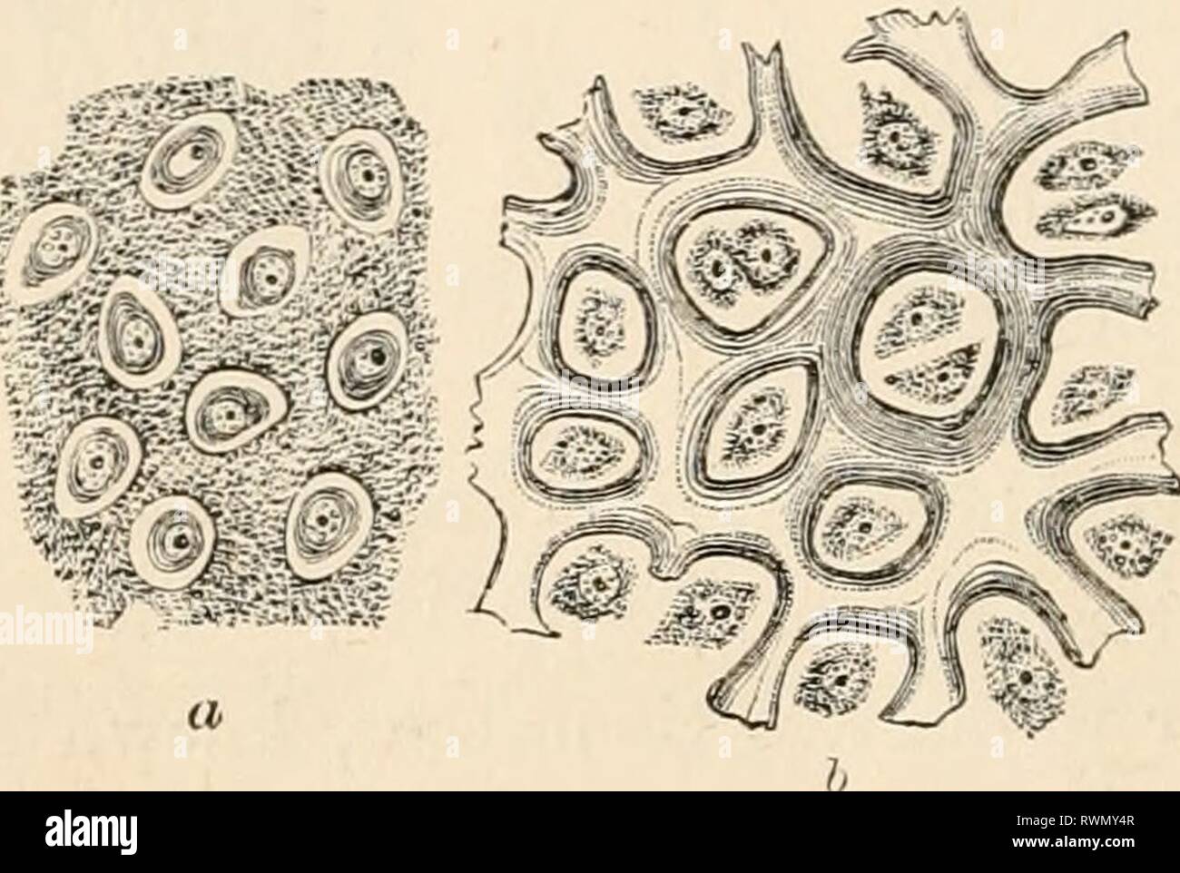 Testo elementare-libro di zoologia (1884) Foto Stock