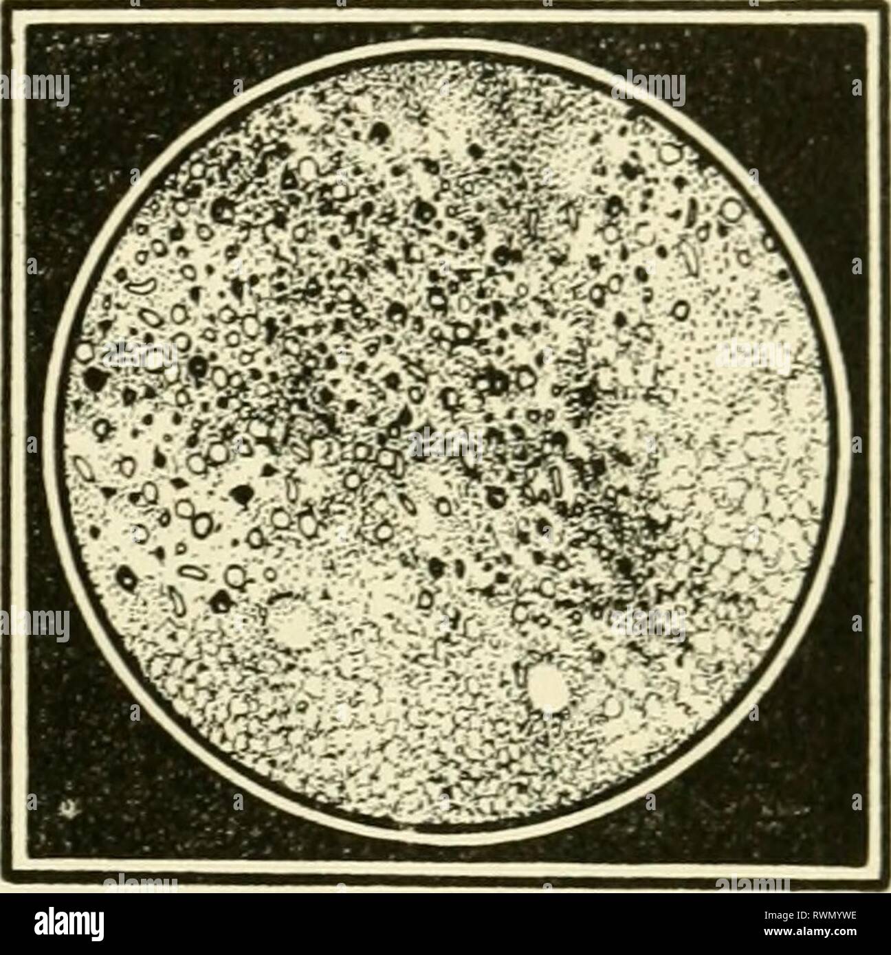 Elementi di biologia, con speciali elementi di biologia, con particolare riferimento al loro ruolo nella vita degli animali elementsofbiolog00buch Anno: 1933 natura della vita e vivere il materiale 19 struttura fisica del protoplasma. In apparenza proto- plasm è niente di speciale (Fig. i). Sotto il microscopio non vi è nulla di particolarmente eclatante nella sua traslucido, gelatinoso aspetto. Ma la sua peculiare potere richiede sempre una analisi approfondita del suo make-up. La questione è sempre più in alto: Cosa struttura o disposizione in questo watery, massa gelatinosa è la sede dei suoi processi di vita? Non è stato fino al Foto Stock