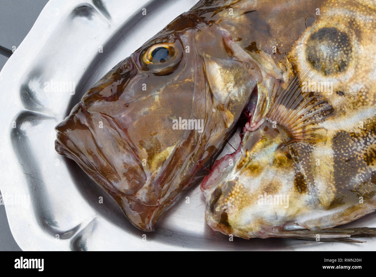 St Pierre su un piatto in peltro dopo la pesca in Bretagna Foto Stock