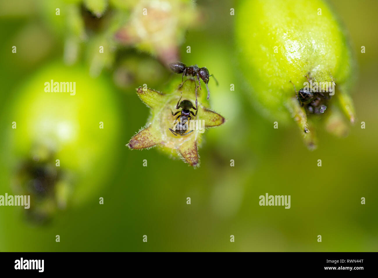 Una colonia di nero laboriose formiche sulla sommità del verde brillante delle gemme di piante in dettaglio macro. Foto Stock