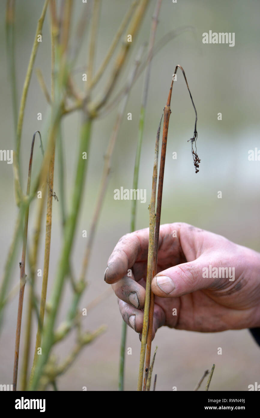 Germogli di appassimento di un frassino affetti da deperimento delle ceneri fungo. Foto Stock