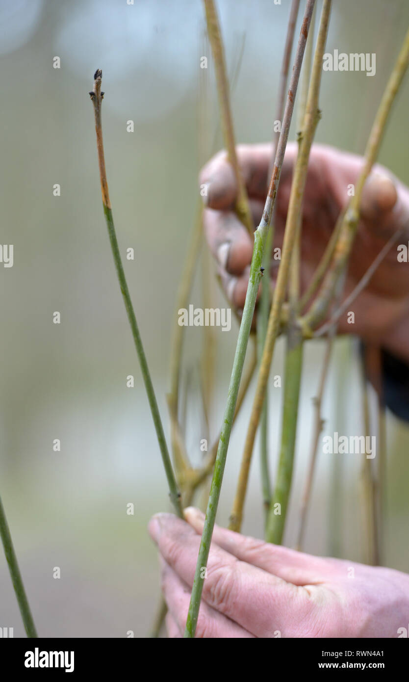 Germogli di appassimento di un frassino affetti da deperimento delle ceneri fungo. Foto Stock