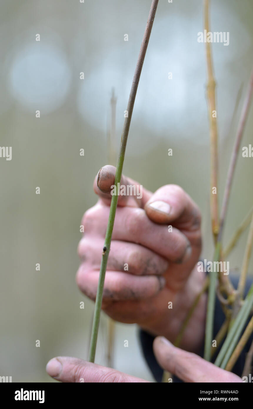 Germogli di appassimento di un frassino affetti da deperimento delle ceneri fungo. Foto Stock