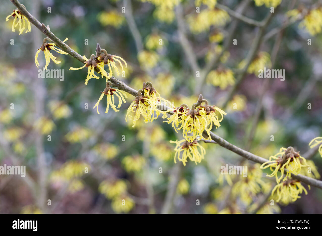 Hamamelis 'Arnold promessa' Fiori. Foto Stock